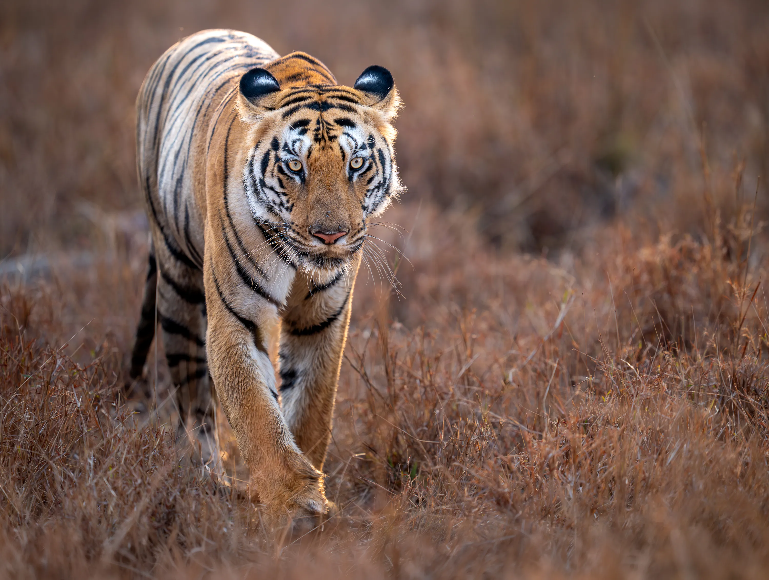 Panna & Bandhavgarh Tiger Expedition